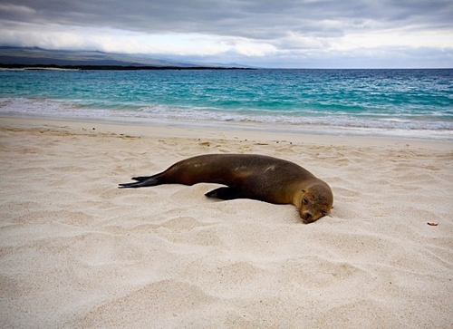 [align=center][size=11][b]Sea Lion, San Cristobal Island (Cerro Brujo), Galapagos Islands[/b][/size][/align]