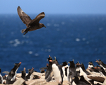 Brown Skua harassing Rockhopper colony, Sea Lion Island, Falklands