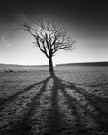 Shadow of the Tree