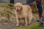 British Fell Relay-653