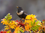 Ring Ouzel