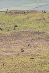 Black Combe-7