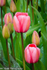 Skagit Valley Tulips 1
