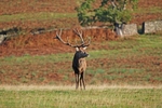Red Deer