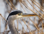 Grey Heron