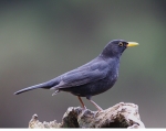 Blackbird