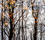 AUTUMN VERNAL POND #3 - NORFOLK COUNTY