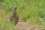 Spruce Grouse (female), Silver Salmon Creek, Lake Clark NP, Alaska
