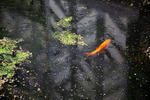 Fish and Raindrops