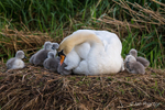 A Brood at Swans Nest