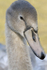 Cygnet _AGT030
