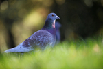 Pigeon brandon hill nature reserve_09443
