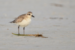 Black-bellied Plover (non-breeding adult), Fort De Soto Park, Florida