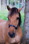 Horse - 0471