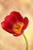 Single Tulip - DSC_3207