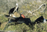 Magnifiscent Frigatebird (North Seymour)