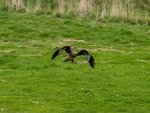 Red Kite