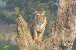 Tiger in Tree
