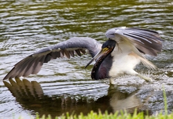 Tricolored Heron _0027