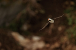 Horned Puffin flying, dark background, Duck Island, Alaska