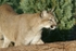 Valentina - Puma at WHF