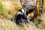 badger Meles meles-8775