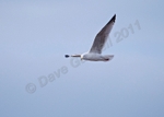 Seagull in flight at Lytham no1 DSC_6589