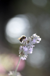 Insect_ 045