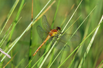Common Darter