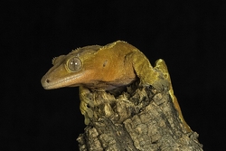 Crested Geckojpg