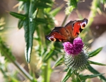Peacock butterfly