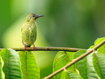 Red-legged Honeycreeper, Costa Rica