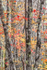 COLOUR - WEEK #42