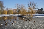 IMG_DUCKS ON THE FROZEN LAKE ROWNTREES PARKYORK - Version 2