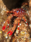 Galathea strigosa) juvenile