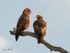 Wahlberg's Eagles