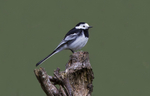 Pied Wagtail