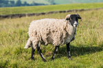 Tebay-1