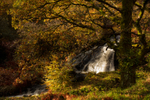 Fall into Autumn