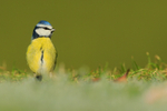 Blue Tit standing upright, Worcestershire