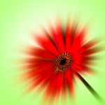 170709-Plants  Flowers0002