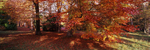 Golden Beeches, Thorp Perrow
