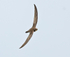 Alpine Swift