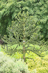 IMGL5513_2