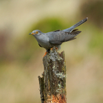 Cuckoo (male) perched on stump, Scotland