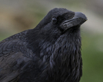 Common Raven
