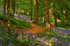 z2030 Bluebells, Mottistone