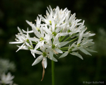 Ramsons (03)