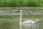 Trumpeter Swan & cygnet, Buffalo, Minnesota