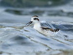 Red-necked Phalarope - open bill, Farmoor